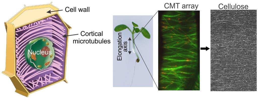 How plant cell morphogenesis works The plant cytoskeleton does not function as a skeleton