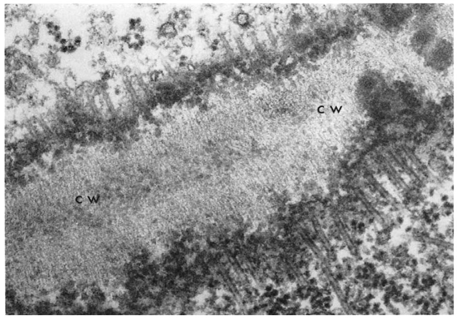 The cortical microtubule (CMT) scaffold Ledbetter and Porter J Cell Biol (1963) The arrangement of cellulose microfibrils mirrors that of the underlying CMTs CMTs are