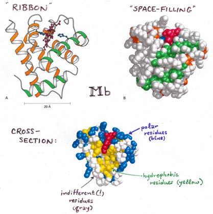 Protein Stability, Folding, and Dynamics Hydrophobic effect drives protein folding 5 Protein Stability, Folding, and Dynamics Problem Which substitution would be