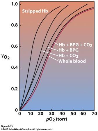 Effects of BPG & CO 2 on Hb s O 2 Dissociation Curve O 2 binds to Hb 1. 2. 3.
