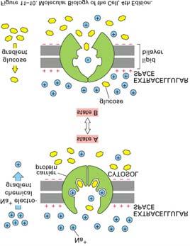 b) Plant vacuoles accumulate S using H+-coupled antiporters c) Glucose is accumulated in polarized epithelial cell via