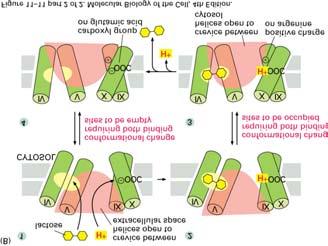 Study cloned genes by expression in frog oocyte c. Structure of channels d. Functional domains -regulation 15-25.