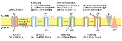 Channels are integral to many signal transduction pathways.