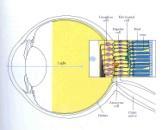 Simple model for HVS eye brain optic nerve HVS Input