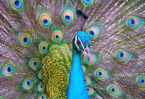 during courtship Fitness benefits Attraction of peahens