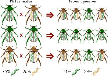 Genetic drift When the beetles reproduced, just by random luck