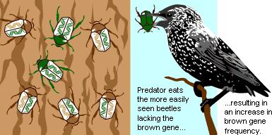 Natural Selection Beetles with brown genes escaped predation and survived to reproduce more