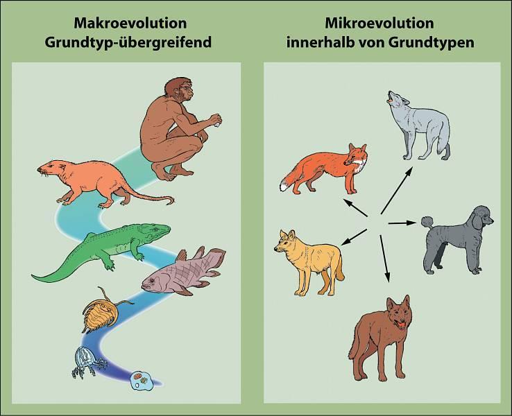 Evolution There are two basic types: Micro-evolution: changes within one species Macro-evolution: changing from