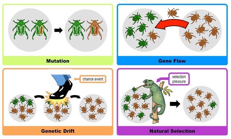Mechanisms of Micro-Evolution 5 ways to change a gene pool: 1.