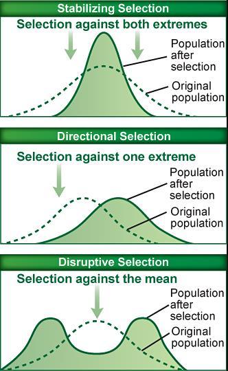 Mechanisms of Evolution Natural selection Natural selection acts to select the individuals that are best