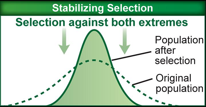 Mechanisms of Evolution Natural selection Stabilizing selection operates to