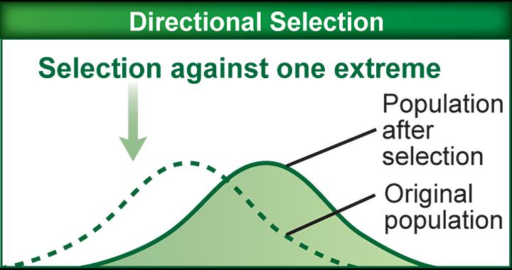 Mechanisms of Evolution Natural selection Directional selection