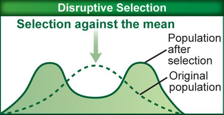 Mechanisms of Evolution Natural selection Disruptive selection removes