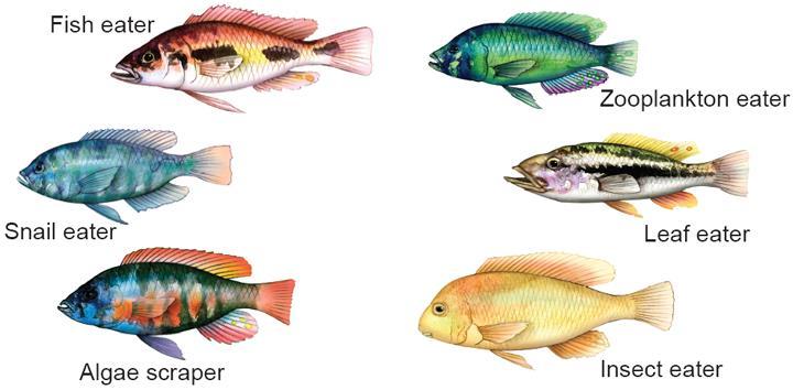 Patterns of Evolution Adaptive radiation Adaptive radiation takes place when a large number of species arise from a single