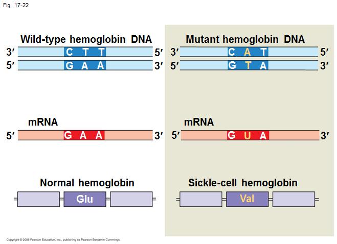 Molecular Basis of Sickle Cell Disease In the DNA, the mutant template strand (top) has an A where the wild type template has a T.