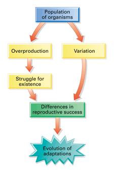 Evolutionary fitness is measured by reproductive success. FITNESS is measured as REPRODUCTIVE success.