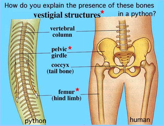 Vestigial Structures The skeletons of some snakes retain vestiges of the pelvis and leg bones of walking
