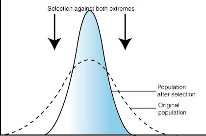 1. Stabilising selection Selection exerts pressure against the extreme variants of the trait Favours