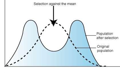 3. Disruptive selection Selection exerts pressure on the intermediates of a trait The extreme versions of a trait are favoured.