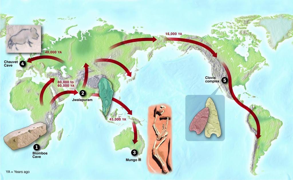 Out of Africa Likely migration paths of humans out of