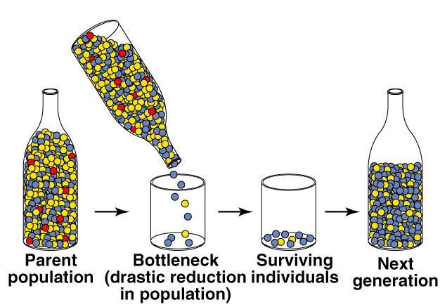 Bottleneck effect When large population is drastically reduced by a disaster famine,