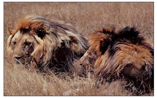 The lion s mane Females are attracted to males with