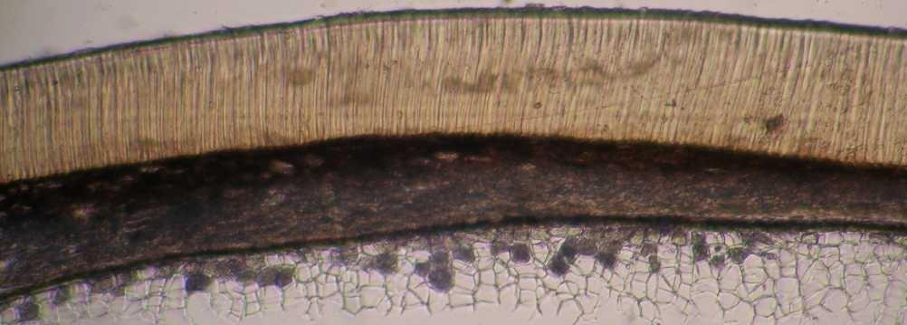 The inner morphological characteristics of the Paliurus seeds were observed by macroscopic analyses in different sections.