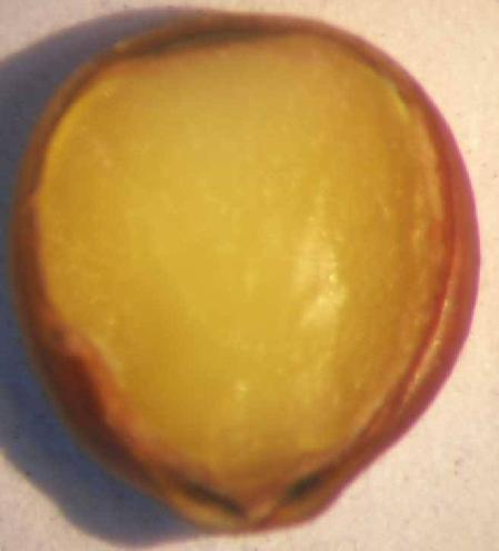 Here one can also notice the whitish endosperm, which indicates that Paliurus seeds are albuminous.