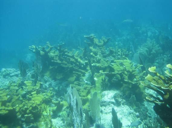 habitats in the upper Florida Keys National Marine Sanctuary
