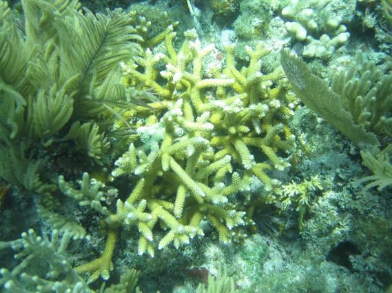 hard-bottom and coral reef habitats in the upper Florida Keys