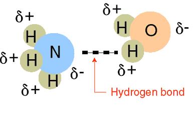 Intermolecular Forces Hydrogen Bonding