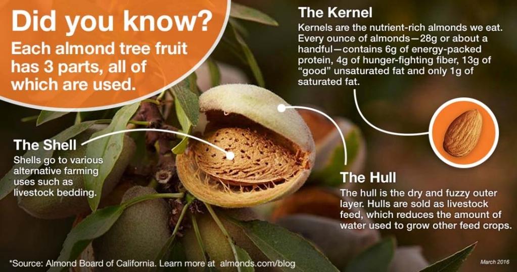 In addtion to each tree s biomass and the inherent benefits an orchard provides, each almond tree grows not just the almond kernels we eat but also hulls and shells which are important and valuable