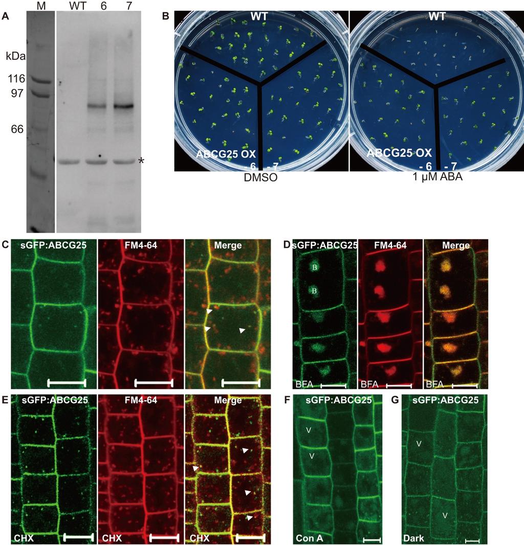 Figure 1. sgfp:abcg25 localizes to various subcellular compartments in transgenic plants. (A) Expression of sgfp:abcg25 in transgenic plants.