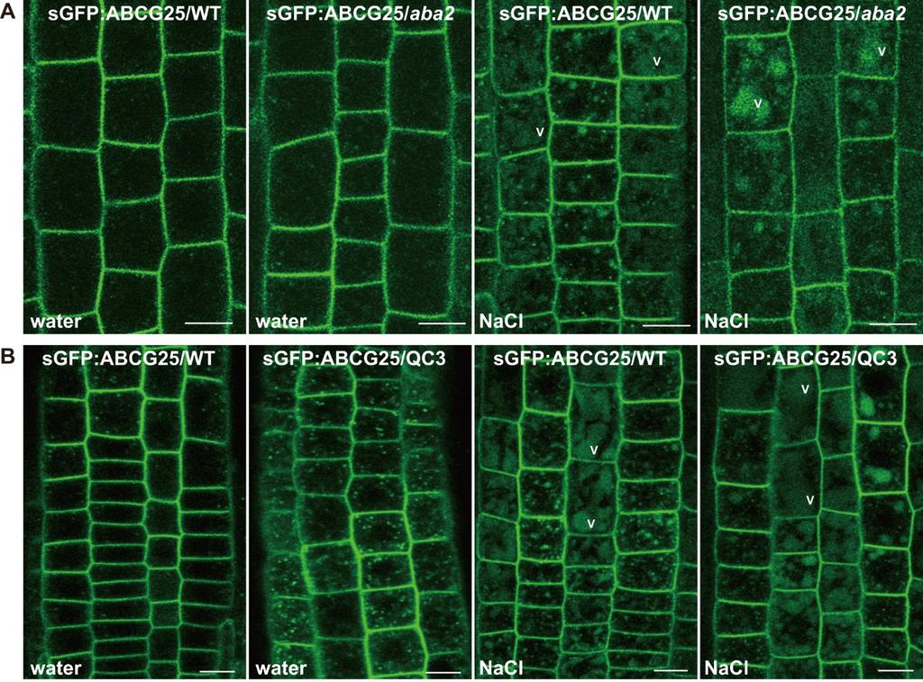 Figure 8. A high concentration of NaCl enhances endocytosis of sgfp:abcg25 in aba2 and QC3 plants. (A) Effect of NaCl stress on sgfp:abcg25 endocytosis in aba2 plants.