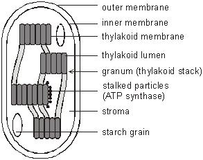 innermost membrane of the chloroplast is called the thylakoid membrane.