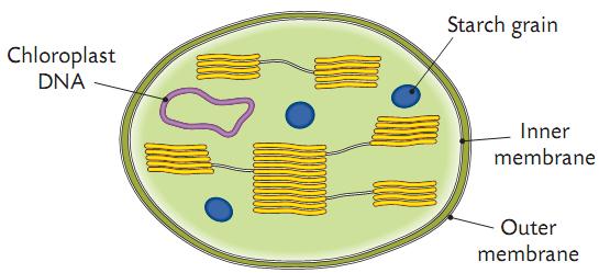 Chloroplasts Chloroplasts make glucose. They do this by catching sunlight in a green pigment called Chlorophyll.