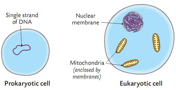 What's the difference? Prokaryotes and Eukaryotes Prokaryotic cells have no nucleus or membrane enclosed organelles. They are single celled, such as bacteria and monera.