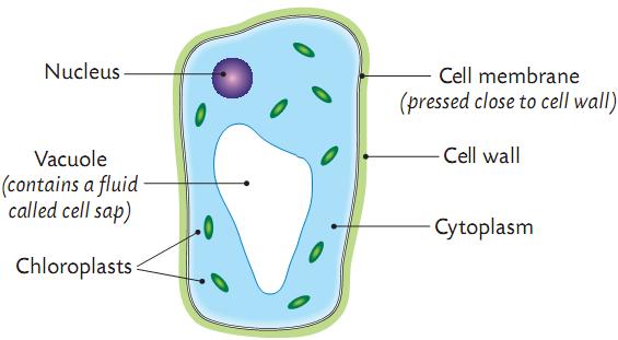 Plant Cells and Animal Cells Cell Wall