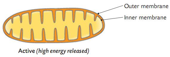 Mitochondria These are the energy factories for the cell and the whole organism. Mitochondria have their own DNA and are passed on only from the mother.