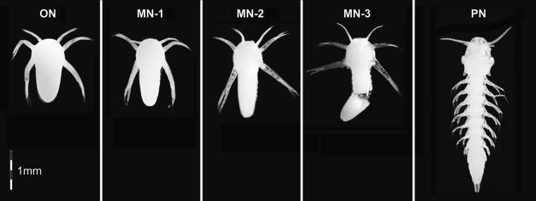 POST-EMBRYONIC DEVELOPMENT We have at hand five free-living larvae that represent different developmental stages: one orthonauplius, three metanauplii, and one postnauplius.