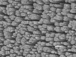 The tilt angles were measured from the substrate normal in the SEM cross-sectional images of grown nano-columns.