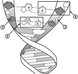 Activity 1: DNA Flip-Flop FLIP Recall that the nucleus is a small spherical, dense body in a cell.