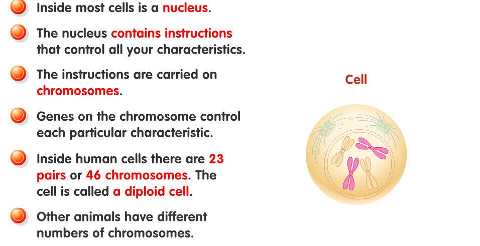 Biology Form 5 Page 20 Ms. R. Buttigieg Alleles as alternative forms of a gene. A human egg cell and a human sperm cell both contain 23 single chromosomes.