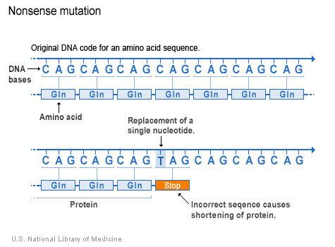 Biology Form 5 Page 22 Ms. R. Buttigieg Mutations can occur on a chromosome or on a gene level.