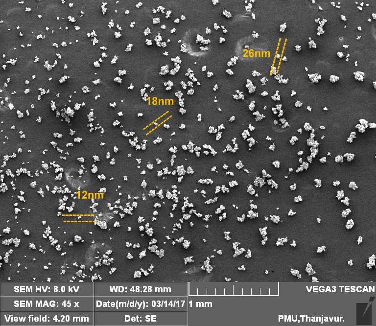 Figure No.4: High resolution scanning electron microscopic (SEM) image of silver nanoparticles (AgNPs).
