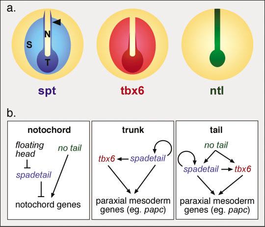 T-box GENES IN EARLY EMBRYOGENESIS 211 Fig. 3. T-box genes regulate axial and paraxial mesoderm development in zebrafish.