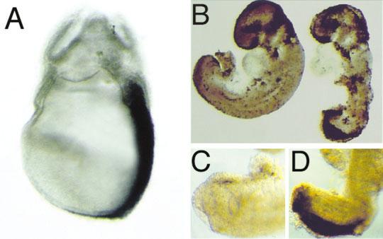 T-box GENES IN EARLY EMBRYOGENESIS 203 of mesodermal identity in cells of the epiblast, just before their ingression through the primitive streak.