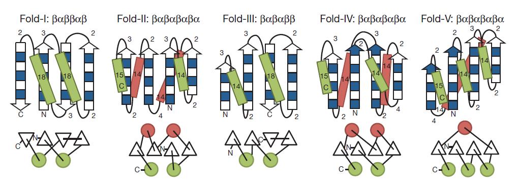 De novo design: 5 representative structures Ferredoxin-like Rossmann2 2 IF-like P-loop2 2 Rossmann3 1 side chain β 1 α 1 β 2 β