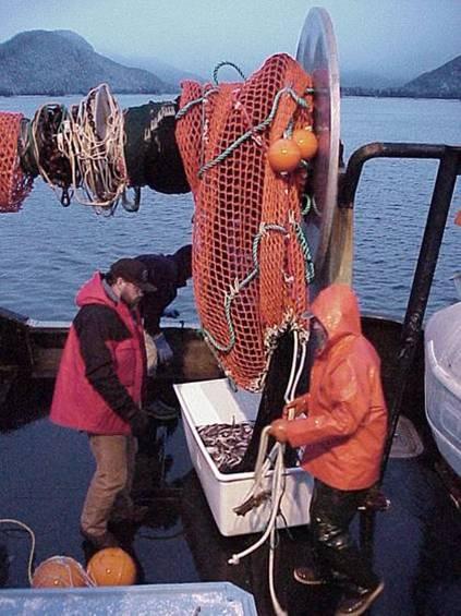 Methods: 1. Hydroacoustic surveys for pelagic prey conducted June 2001-May 2004 2. Periodic midwater trawls to sample prey energy and confirm echo sound 3.