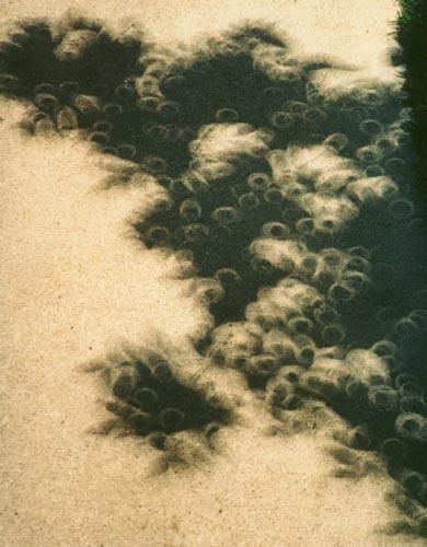 Eclipse shadows When the light passes through gaps between leaves of a tree, the shadows on the ground show little copies of the eclipse